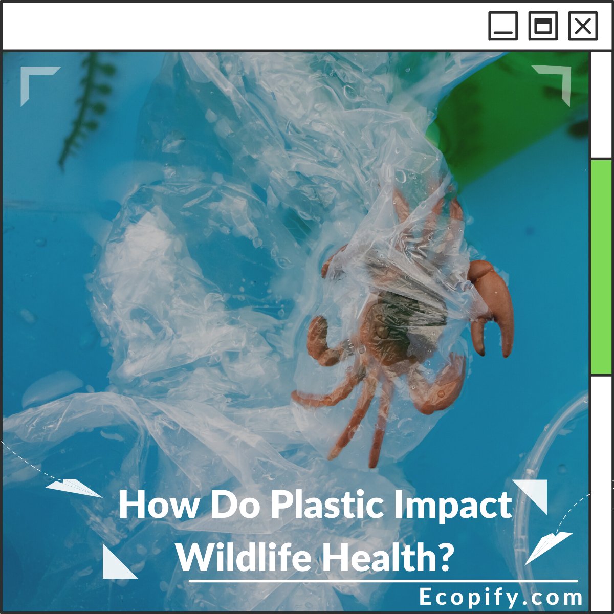 How Do Plastic Impact Wildlife Health?